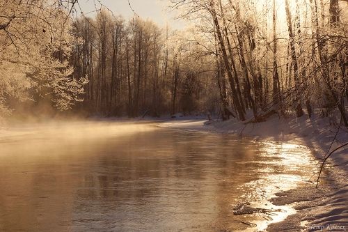 Лесная протока