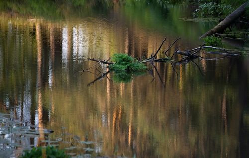 Мещёрская река крупным планом