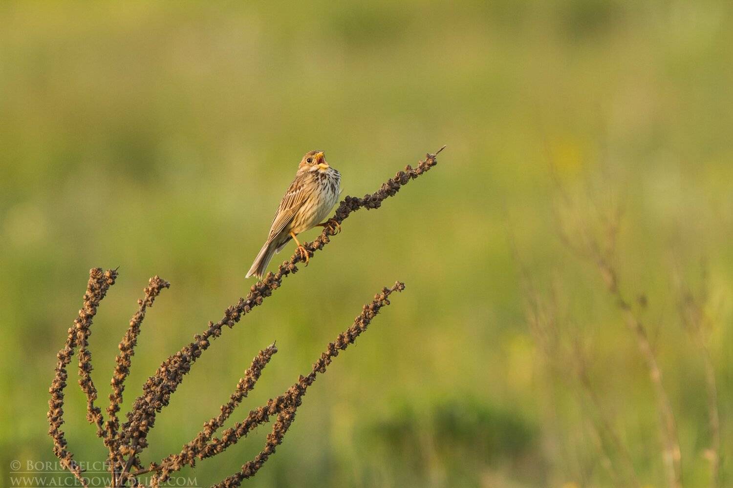 , Борис Белчев