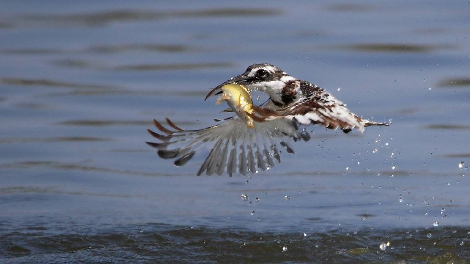 animals,birds,kingfisher, fish,7d,600mm, животные,птицы,рыба,зимородок, Yuri Gomelsky