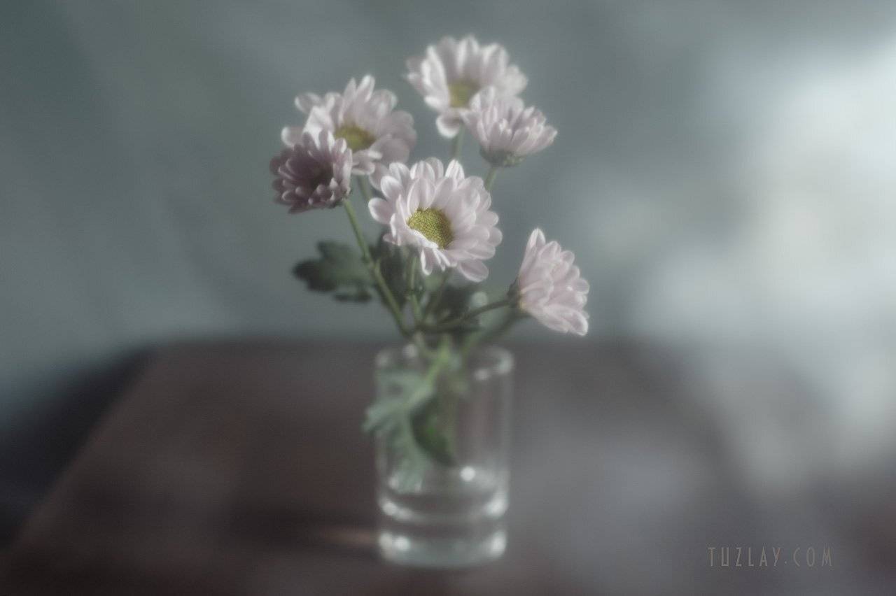 хризантемы, хризантемы в стакане, лето в стакане, Владимир Тузлай