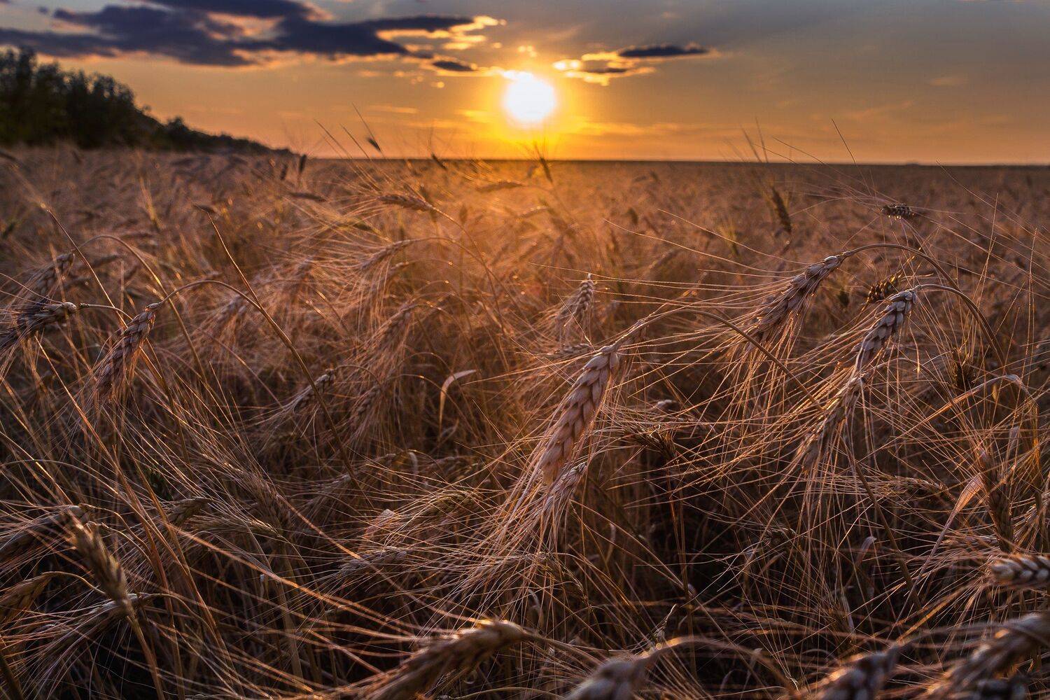 , Павел Сагайдак
