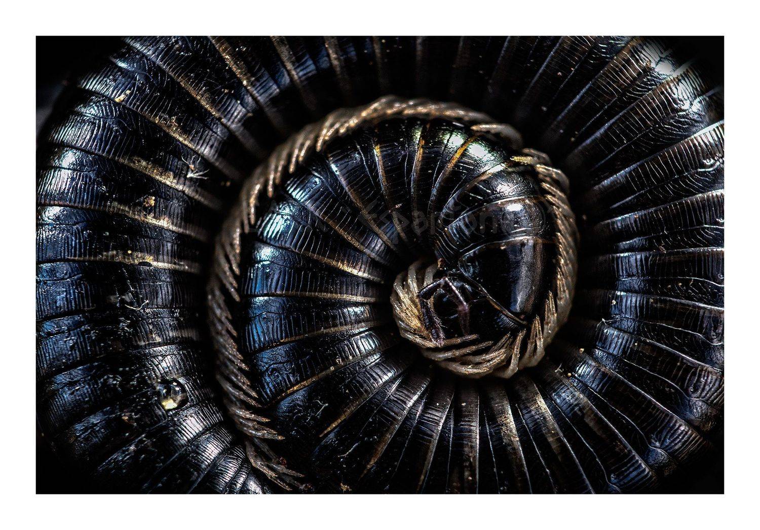 nature macro insects, Luis Antonio Clemente Rodriguez