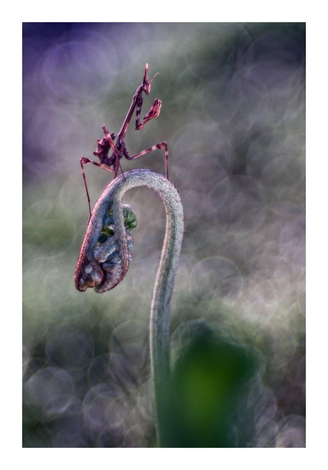 macro nature insects, Luis Antonio Clemente Rodriguez