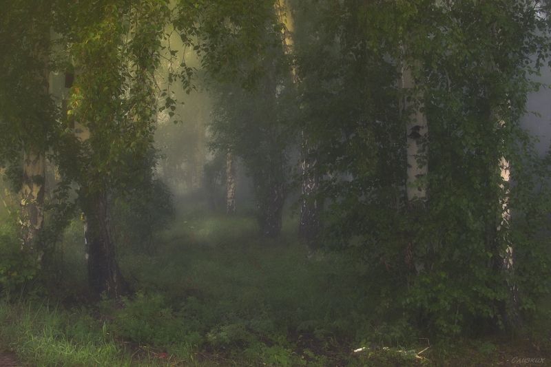 туман,лес,пейзаж,август,утро,берёза *** фото превью