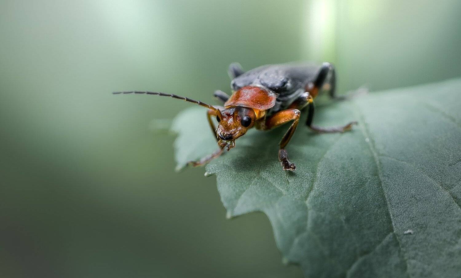 природа, макро, насекомое, жук, мягкотелка, Неля Рачкова