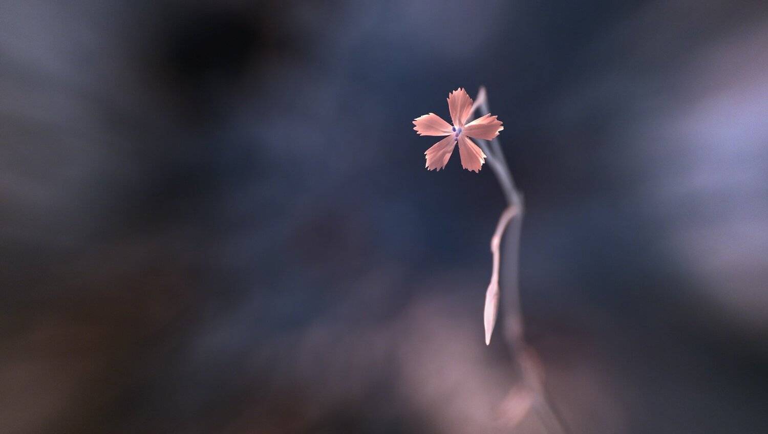infrared,ик-фото,инфракрасное фото,инфракрасная фотография,пейзаж,природа,беларусь,лето, Sixten ( Сергей )