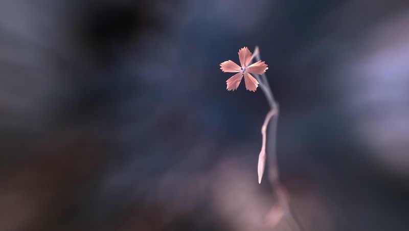 infrared,ик-фото,инфракрасное фото,инфракрасная фотография,пейзаж,природа,беларусь,лето В инфракрасном свете 1. фото превью