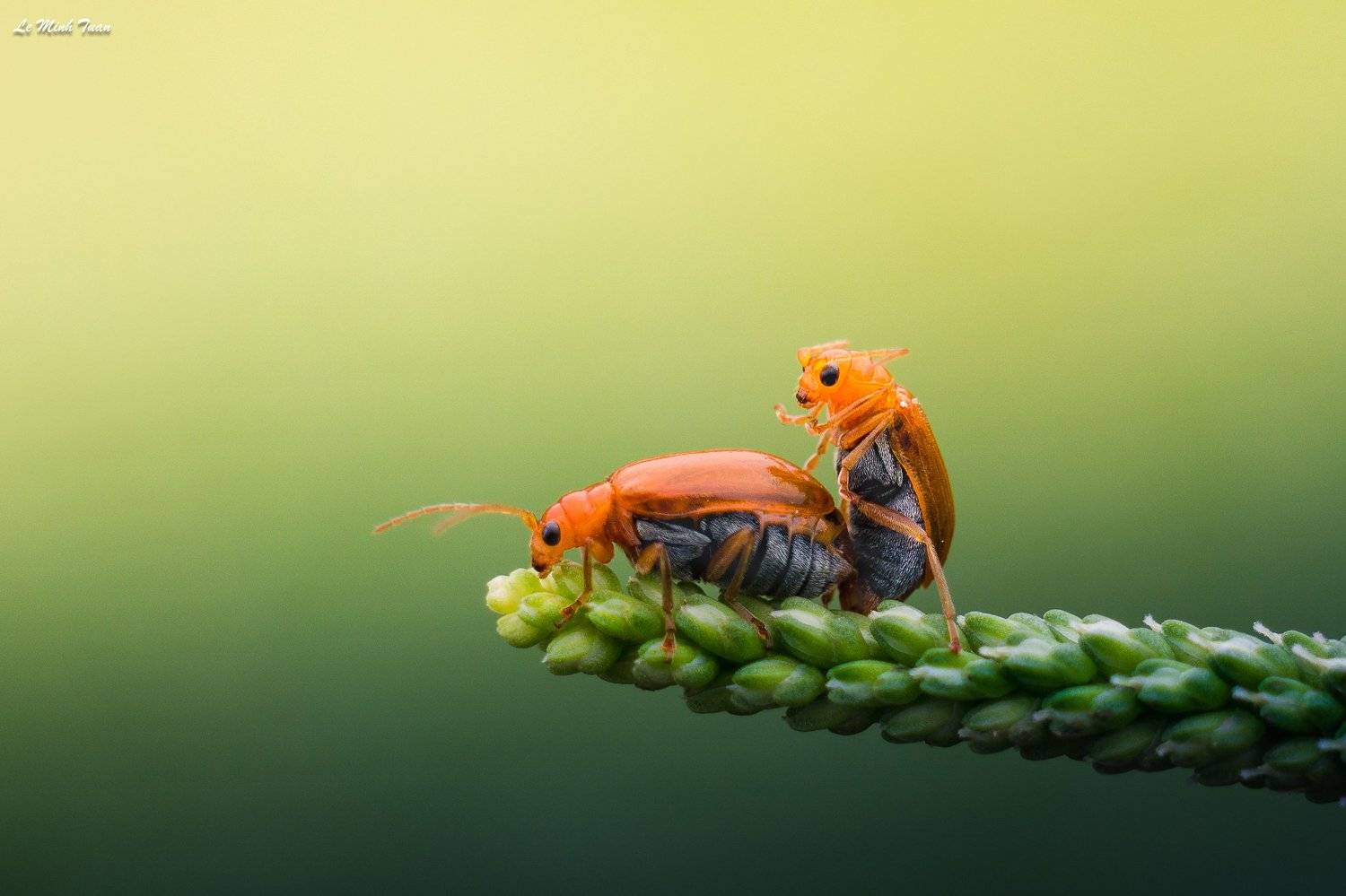 end of the way, L&ecirc; Minh Tuấn