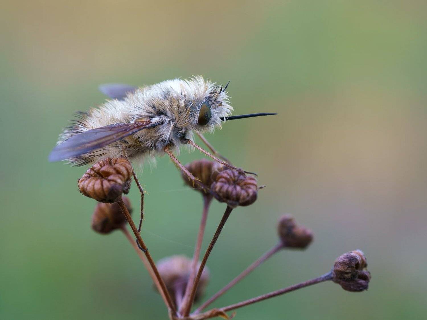 , Кузнецов Дмитрий