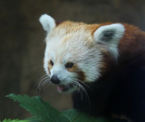 Red Panda