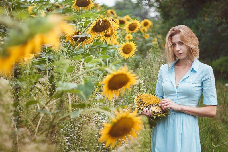 Sunflower фото превью