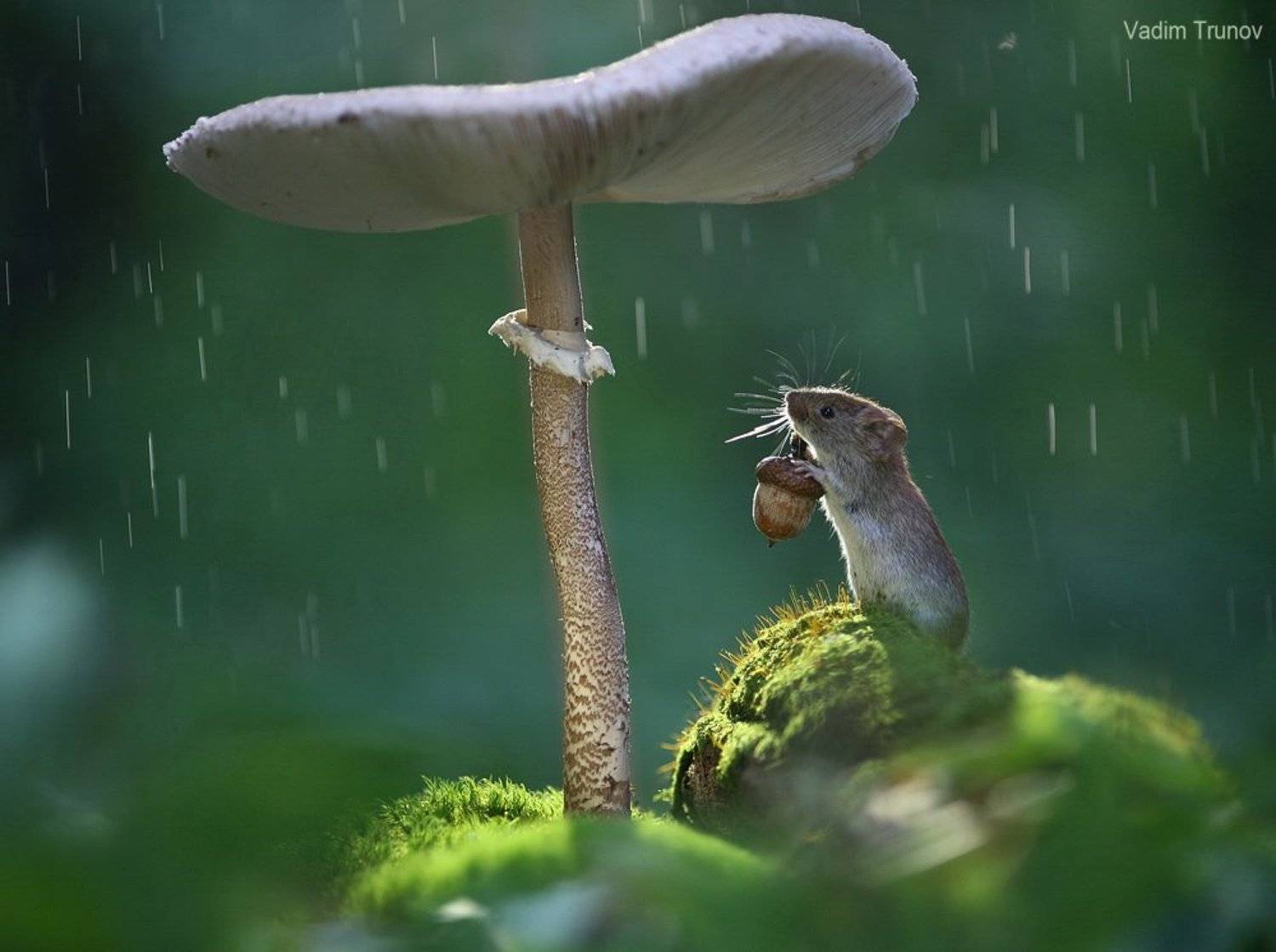 , Вадим Трунов