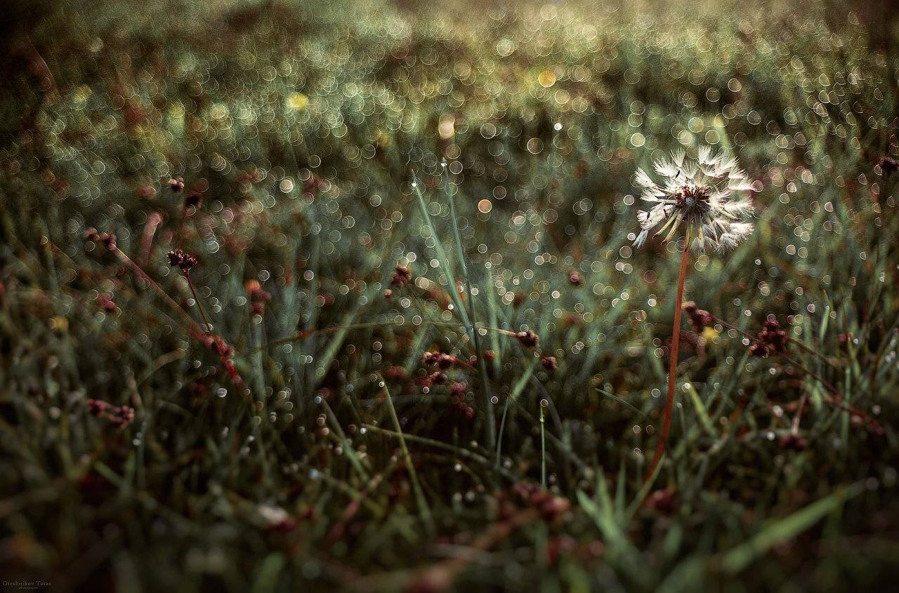 природа,макро,цветок,одуванчик,утро,весна,лето, Taras
