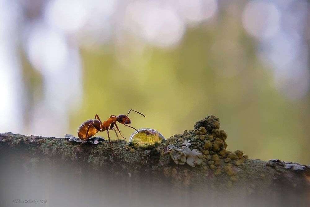 , Валерий Субачев