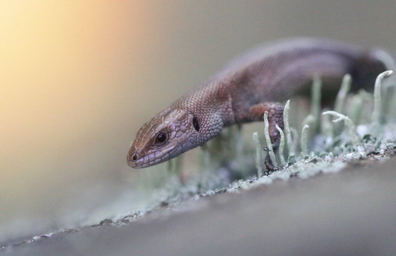 , Людмила Гудина