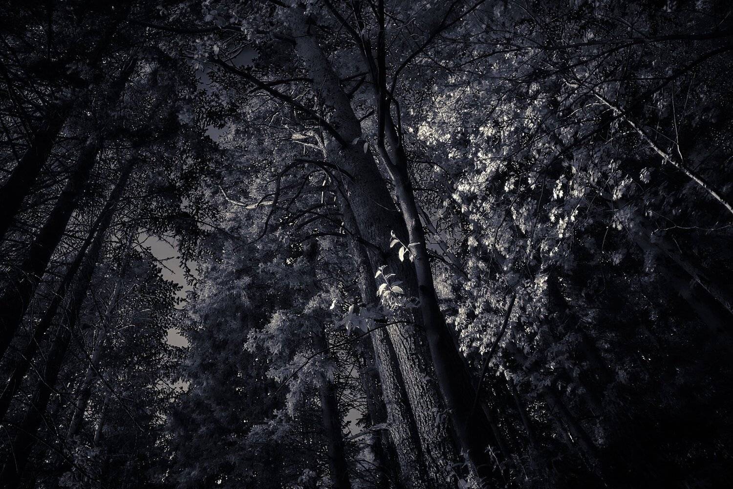 , максим роговой