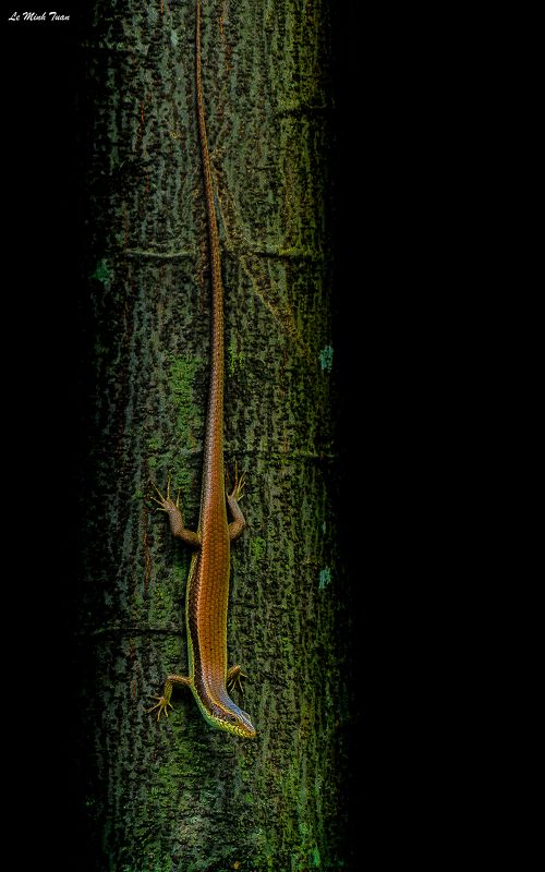 snake Hunting in the dark фото превью