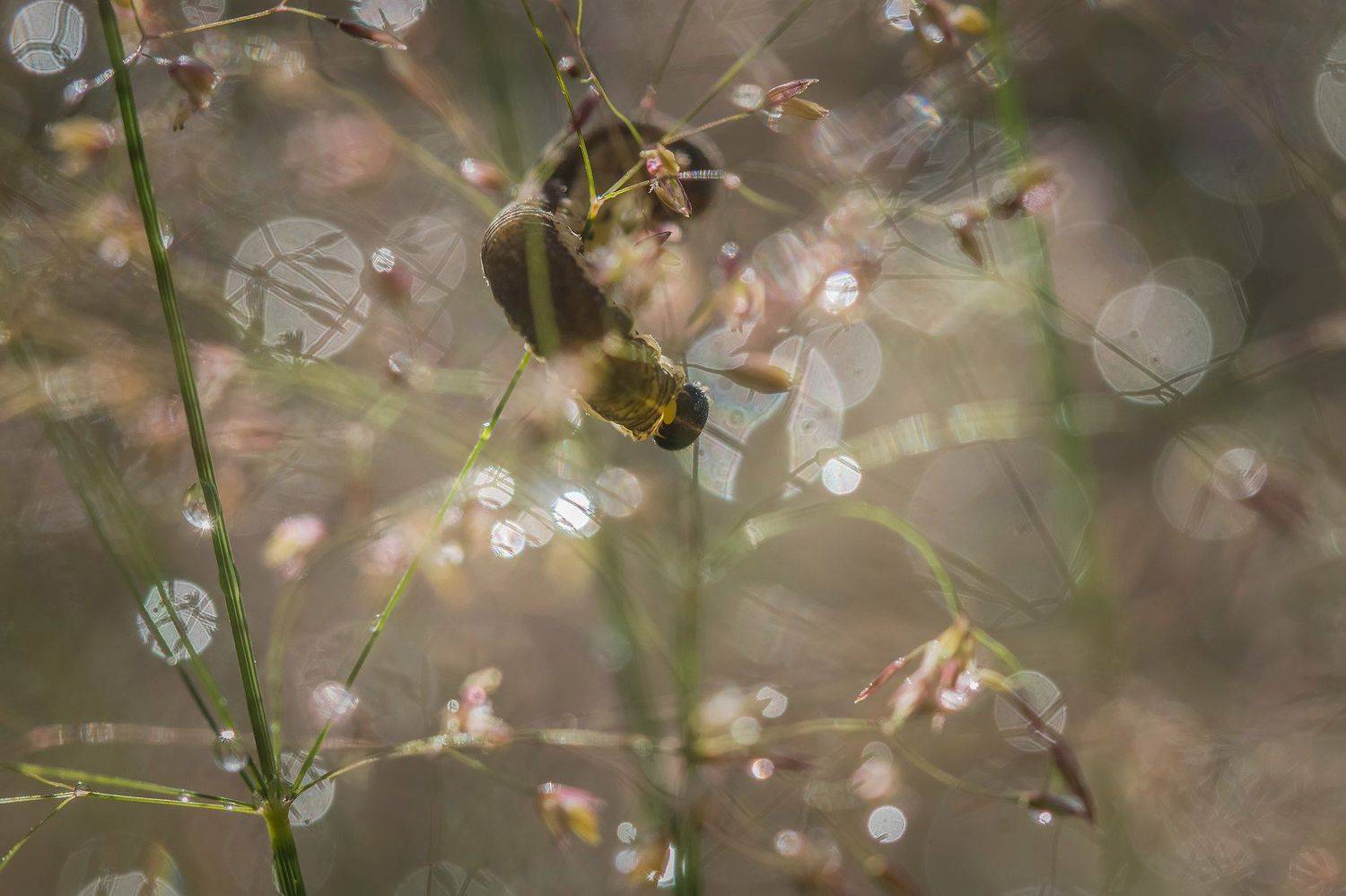, Евгения Муравская