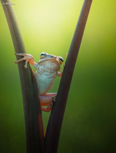 Waiting for the sun