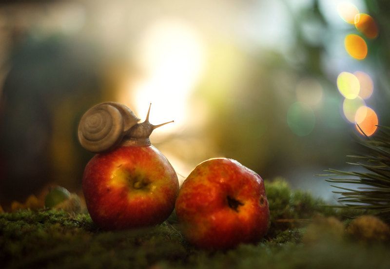 урожай фото превью