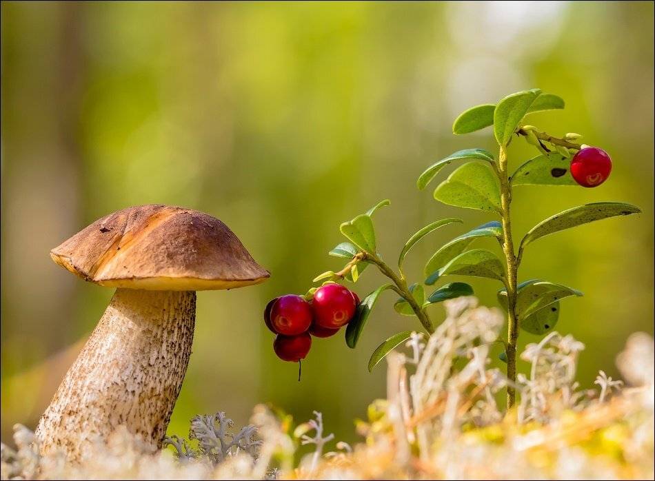 , Бурлов Андрей