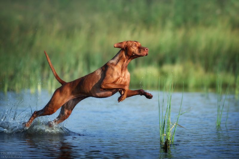 *** фото превью