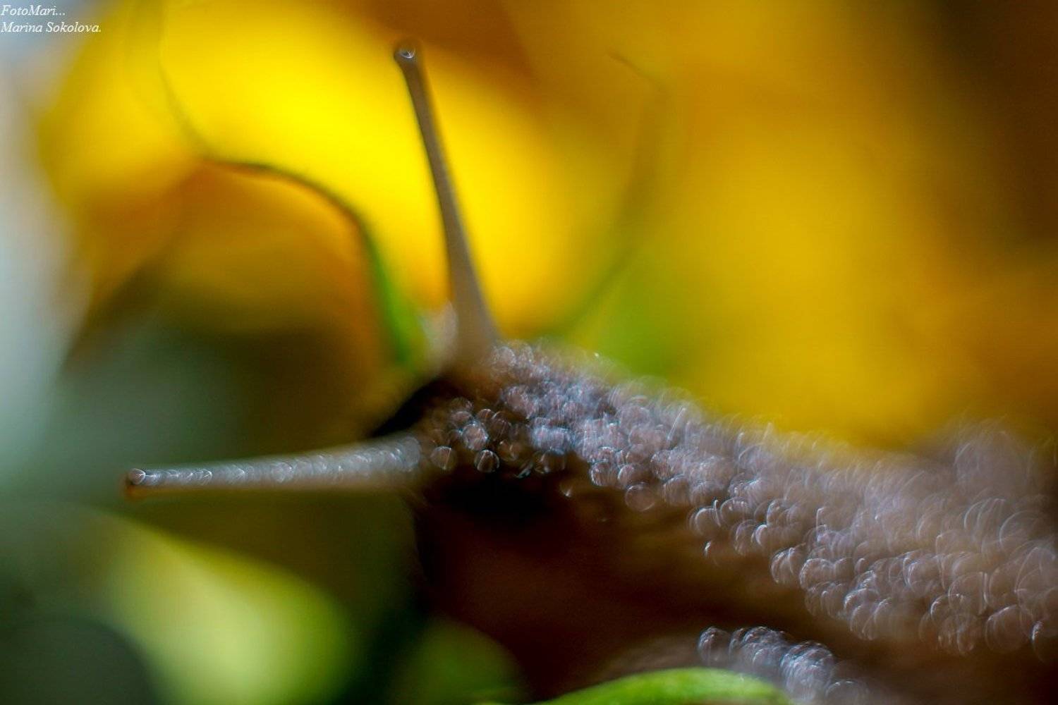 , Марина Соколова