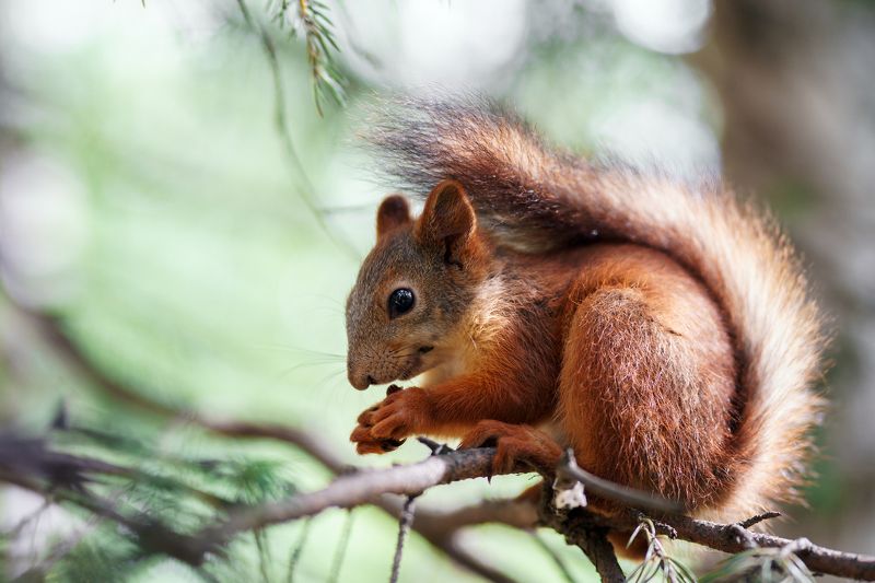 Жизнь бельчат фото превью