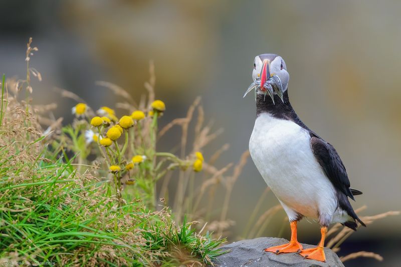 Тупик с удачным уловом фото превью