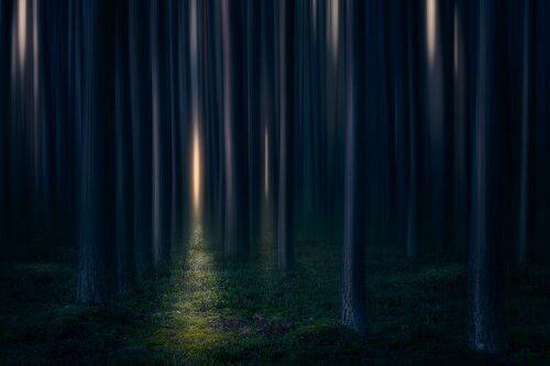 Fangorn forest...