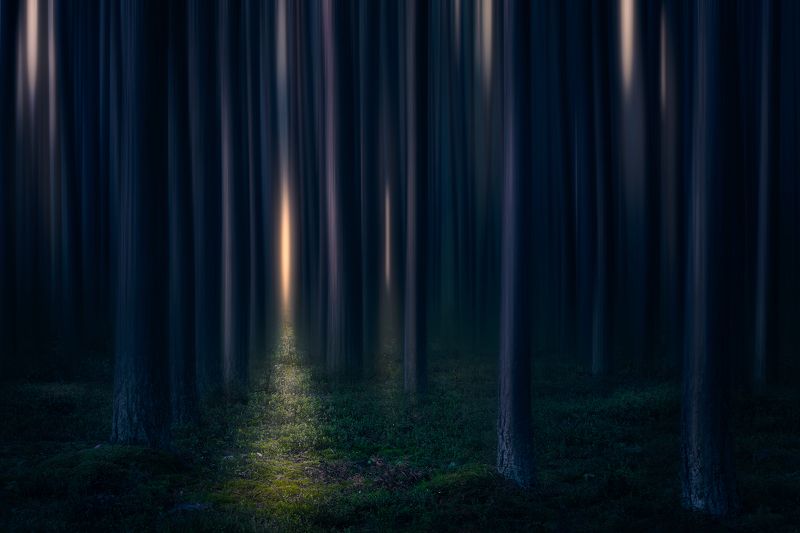 abstract forest trees mood fairytale podlasie poland lotr Fangorn forest... фото превью