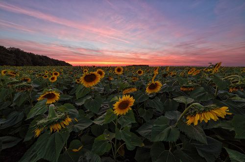 Тысячи солнц