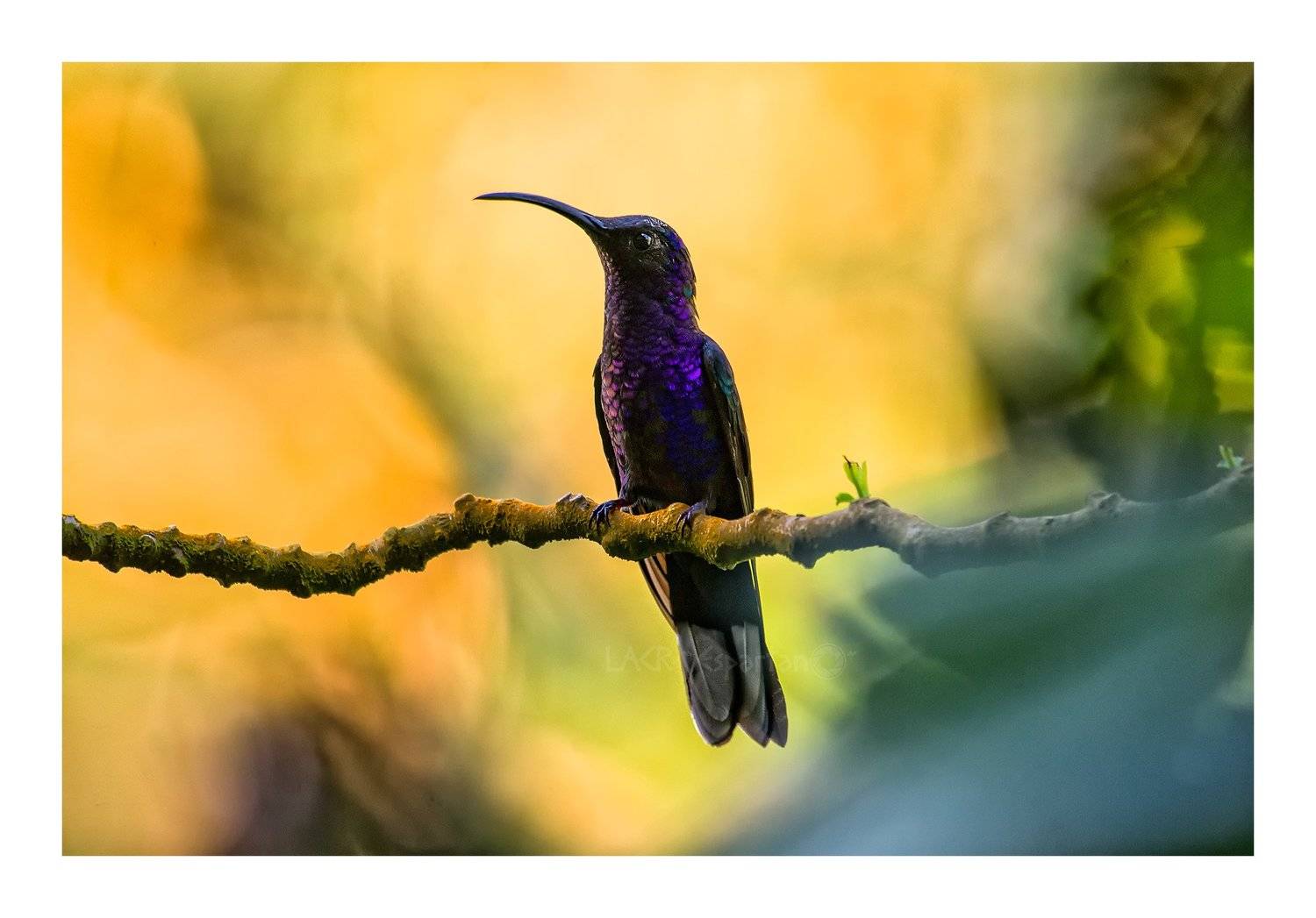 , Luis Antonio Clemente Rodriguez