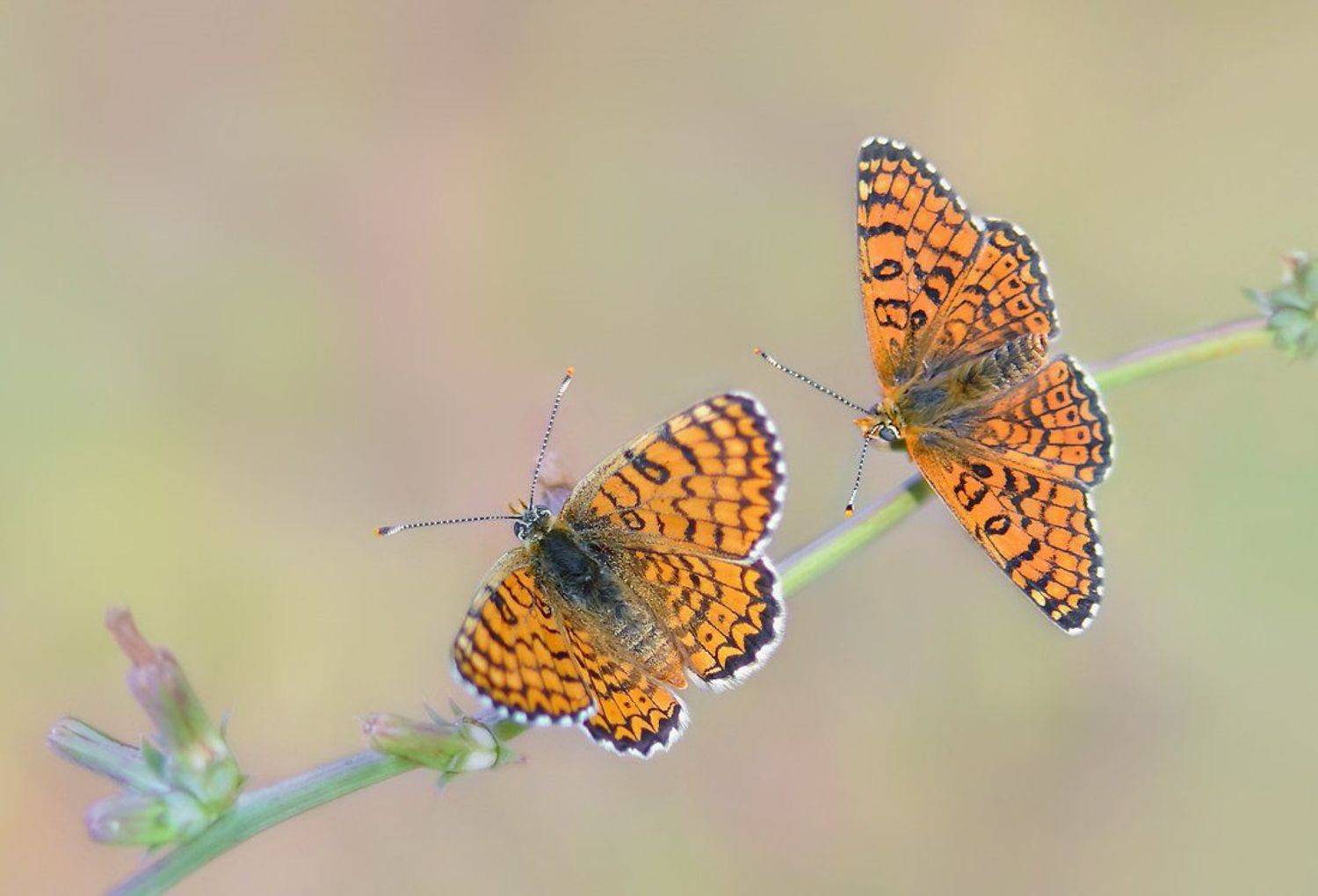 бабочки шашечницы, Елена Елена