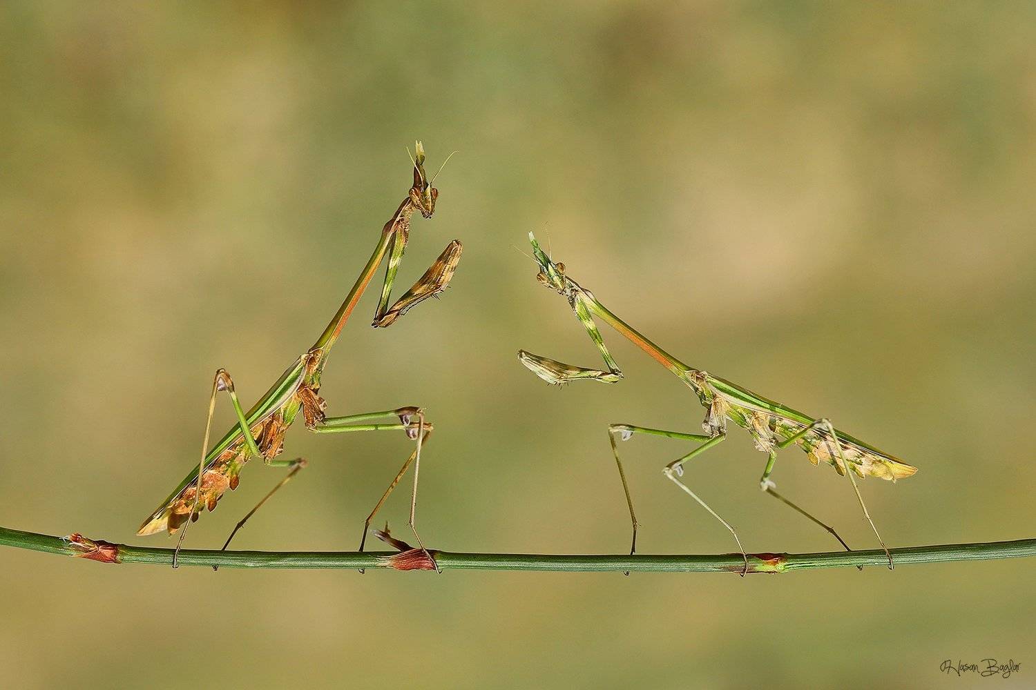 #empusa#fasciata#conehadmantis#fighting#macro#nature#northcyprus#cyprus, Hasan Baglar