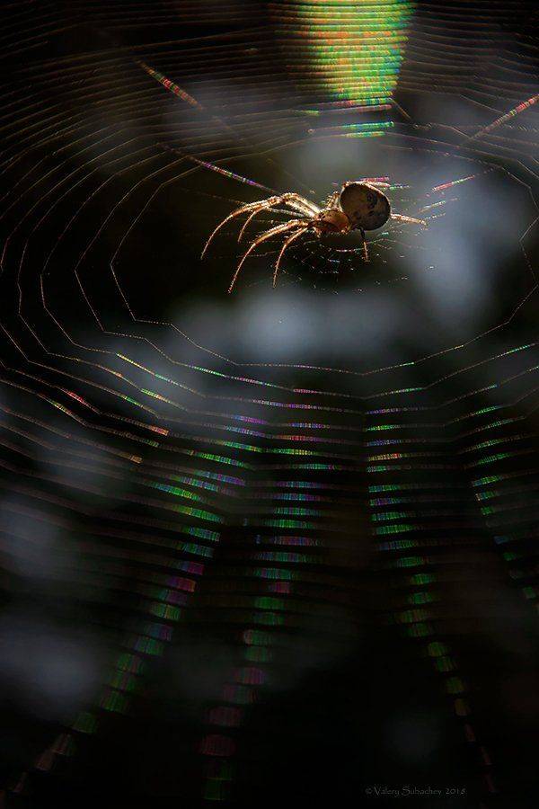 , Валерий Субачев