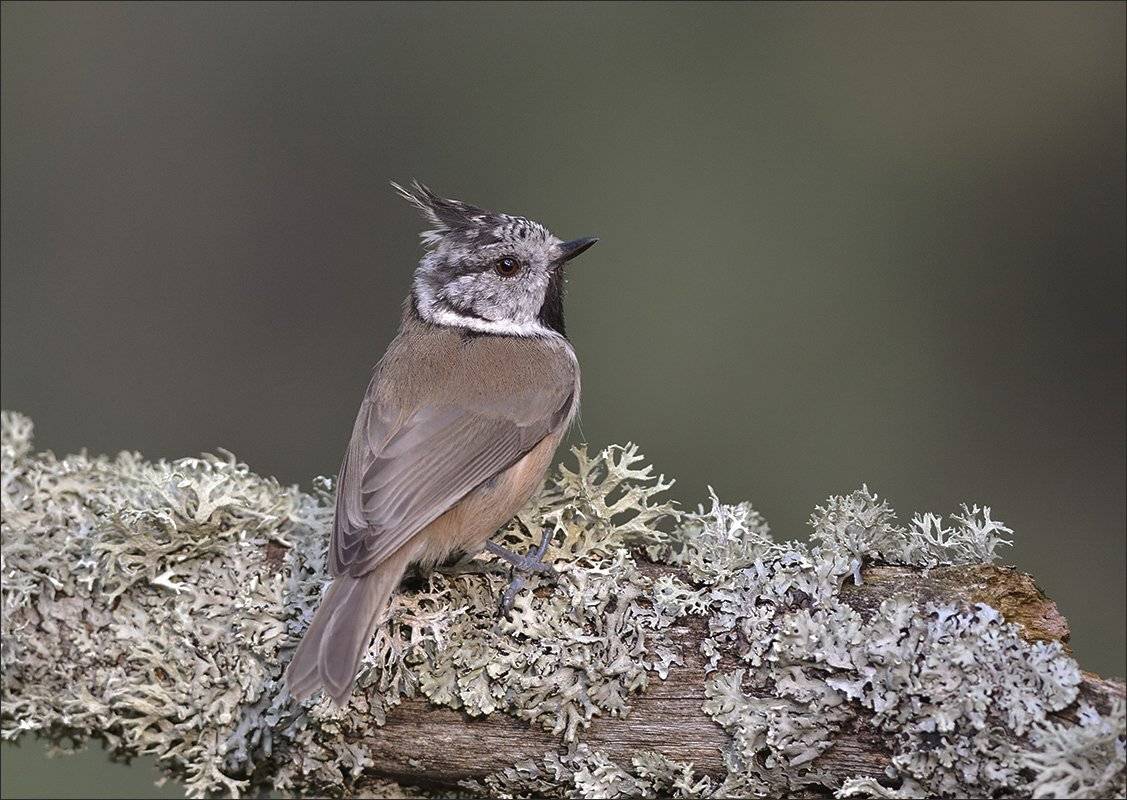гренадёрка, Андрей Медведев