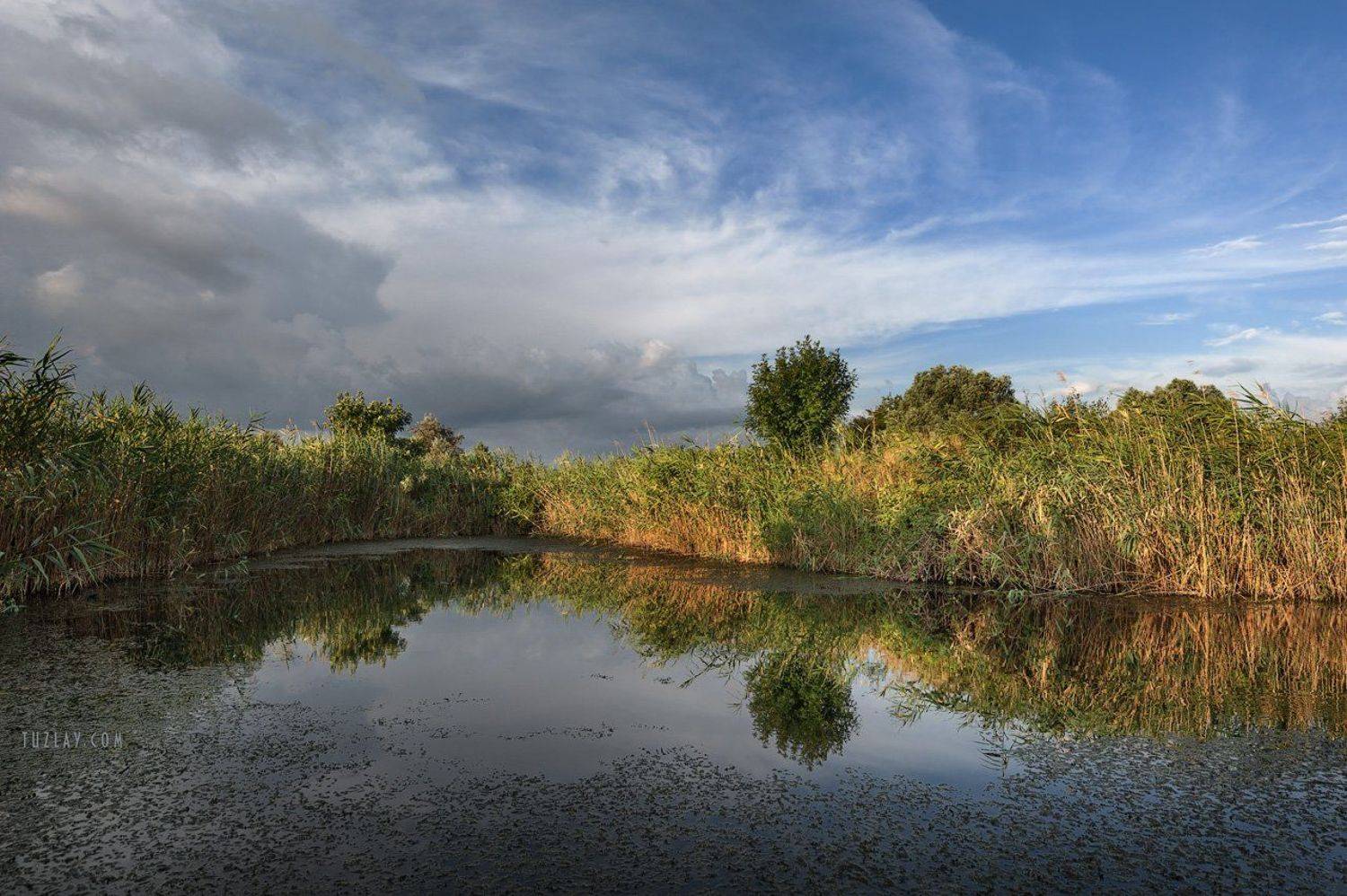 темрюк, таманский полуостров, земля таманская, камыши, водоём, Владимир Тузлай