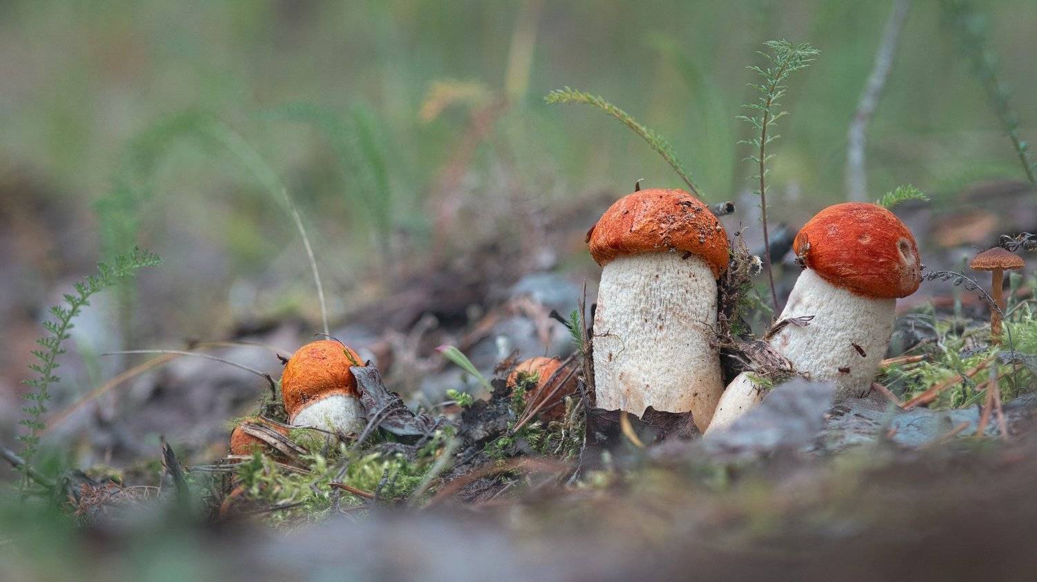 печора,коми,лес,грибы,север, Игорь Подобаев