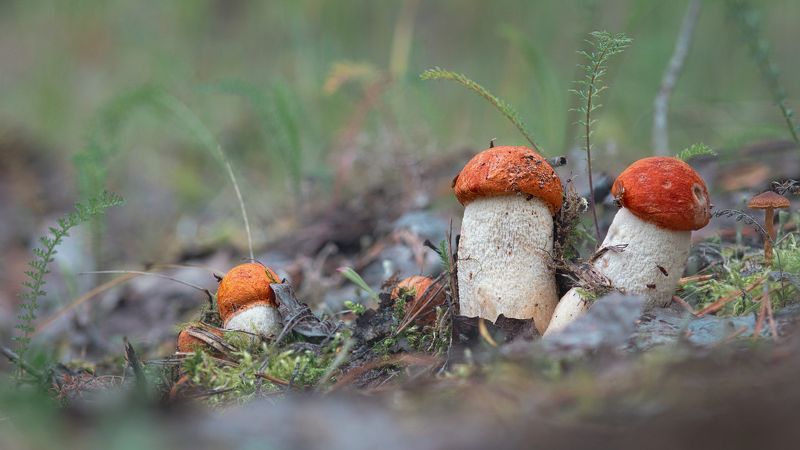 печора,коми,лес,грибы,север Грибные дни фото превью