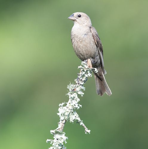 Самка Буроголовый коровий трупиал -Female Brown-headed Cowbird