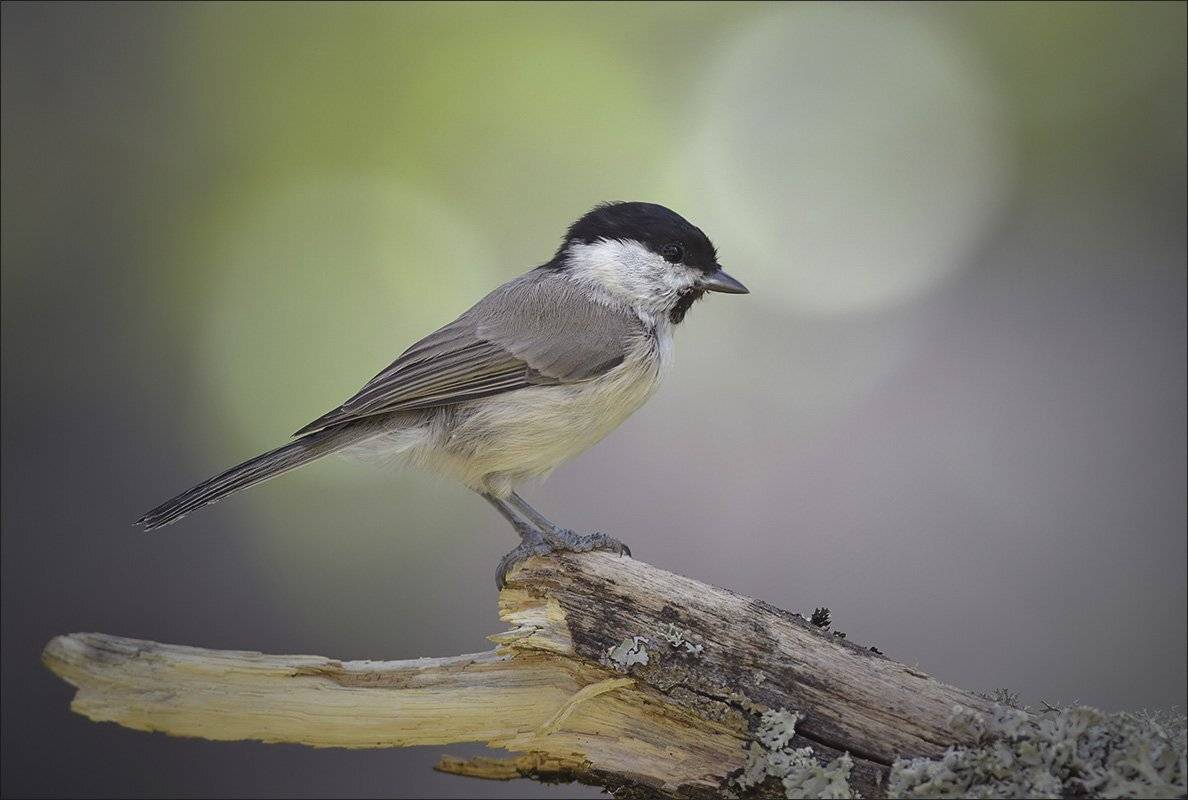 гаичка, Андрей Медведев