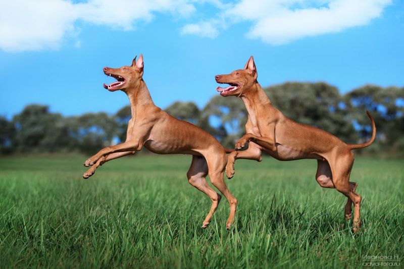 Вместе весело шагать фото превью