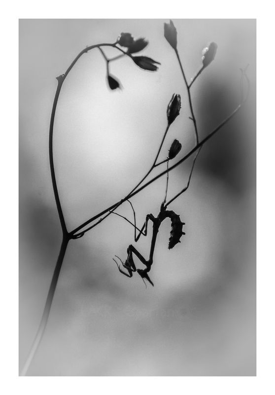 macro insects empusa  Sombra de ninfa фото превью