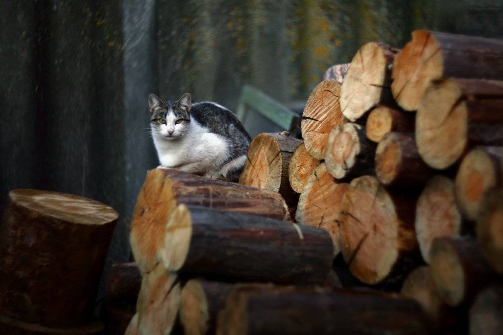 вечер кошка, Петриченко Валерий