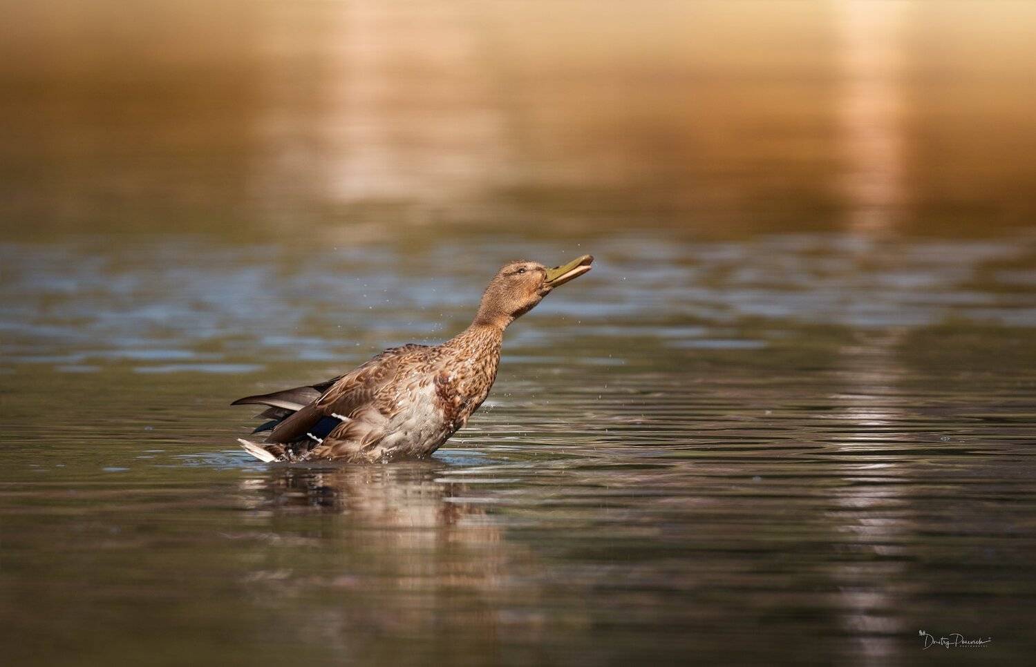 природа, лес, животные, птицы, Дмитрий Посевич