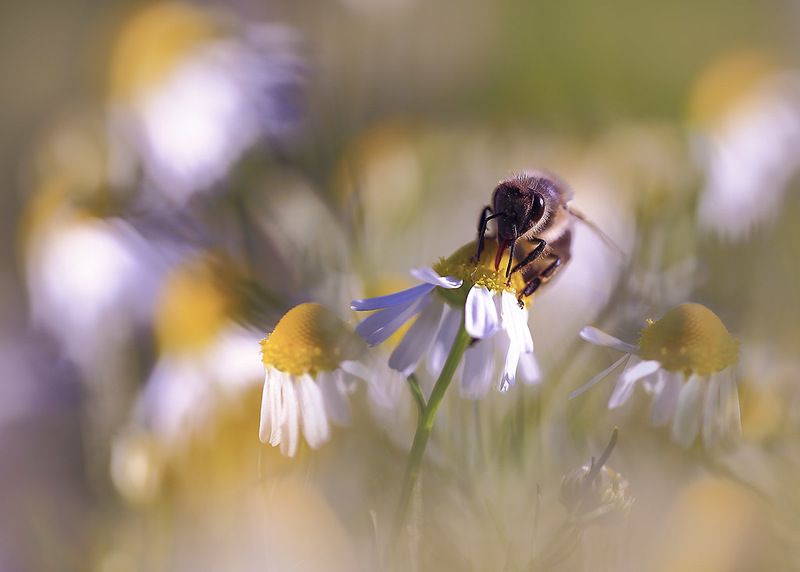 Лето,поле,цветы,насекомые Ромашковое изобилие. фото превью