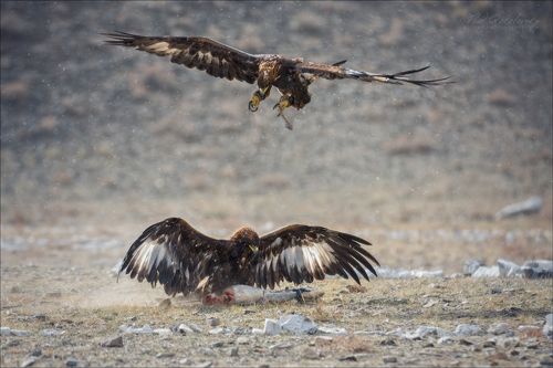 Драку заказывали?!