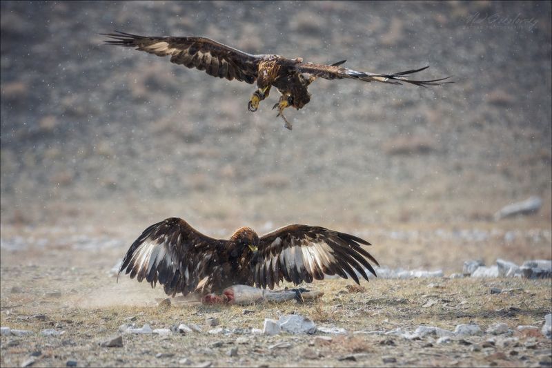 монголия, фестиваль охотников с беркутами, западная монголия, altai eagle festival, азия, golden eagle festival, охотники с беркутами, осень, golden eagle, mongolia, asia, фототур в монголию, фототур на алтай, фототуры по россии, фототур в монголию в 2019 Драку заказывали?! фото превью